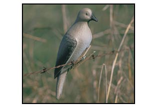 Feather Flex Full Body Dove Decoys - 6 Pack