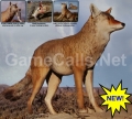 Lone Howler Coyote Decoy